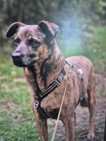 Inga Vermittlung von Privat, female senior Mixed Breed for adoption at Tierheim Wiesbaden, Wiesbaden