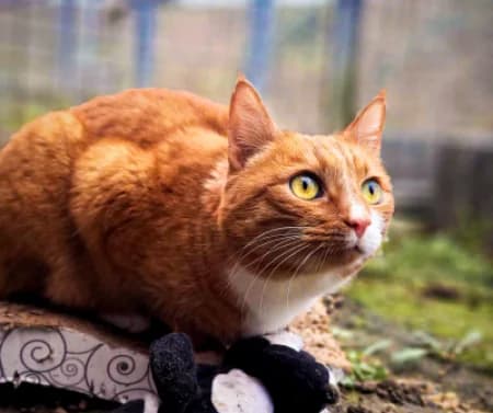Grimm, male young Domestic Shorthair for adoption at Tierheim Wiesbaden, Wiesbaden