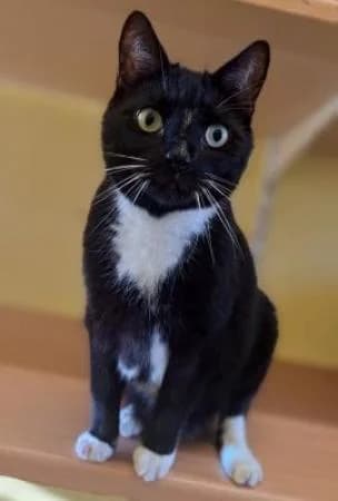 Apollo und Adelheid, male Domestic Shorthair for adoption at Tierheim Wiesbaden, Wiesbaden