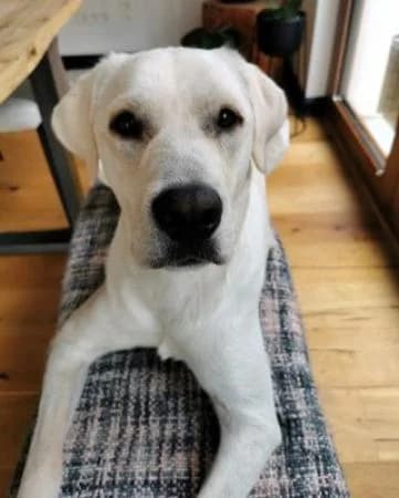 Bo, male 3yo Labrador Retriever for adoption at Tierheim Wiesbaden, Wiesbaden