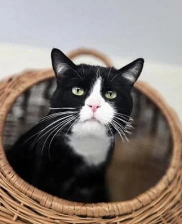 Socke (hat Interessenten), male Mixed Breed for adoption at Tierheim Wiesbaden, Wiesbaden