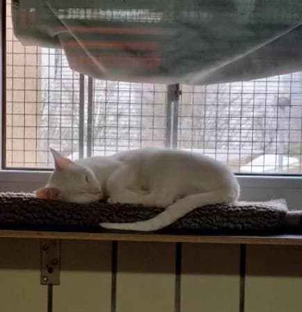 Shiro (taub),  Mixed Breed for adoption at Tierheim Wiesbaden, Wiesbaden