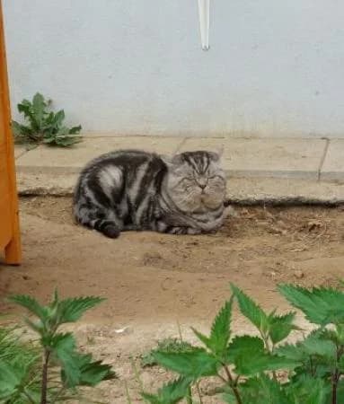 Mr Filch, male Mixed Breed for adoption at Tierheim Wiesbaden, Wiesbaden