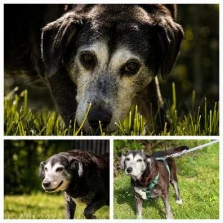 Kira, female senior Labrador Retriever for adoption at Tierheim Wiesbaden, Wiesbaden