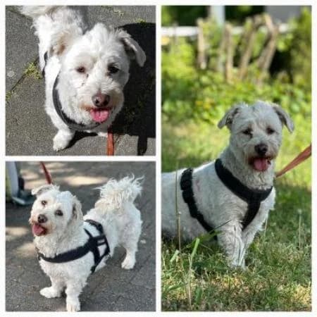 Cubi, male 4yo Maltese for adoption at Tierheim Wiesbaden, Wiesbaden