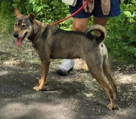 Drogon/Vermittlung von Privat, female puppy Mixed Breed for adoption at Tierheim Wiesbaden, Wiesbaden