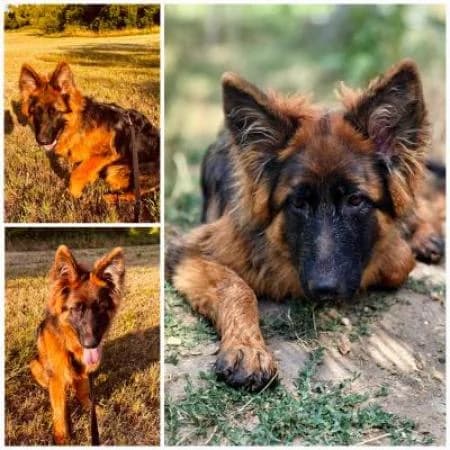 Achim, male German Shepherd for adoption at Tierheim Wiesbaden, Wiesbaden