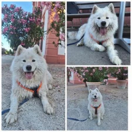 Joghurt, female Samoyed for adoption at Tierheim Wiesbaden, Wiesbaden