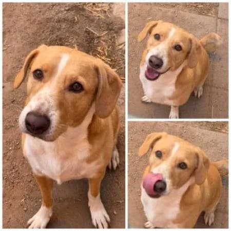 Buddy,  5yo Beagle for adoption at Tierheim Wiesbaden, Wiesbaden