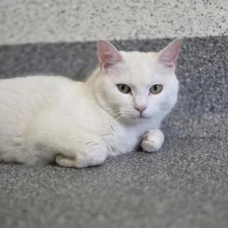 Spot, male Mixed Breed for adoption at Tierheim Wiesbaden, Wiesbaden