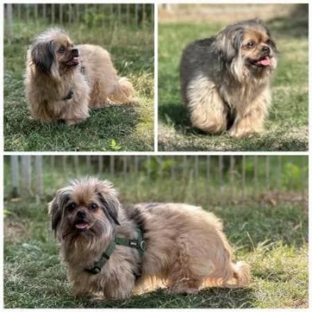 Isegrim, male Shih Tzu for adoption at Tierheim Wiesbaden, Wiesbaden
