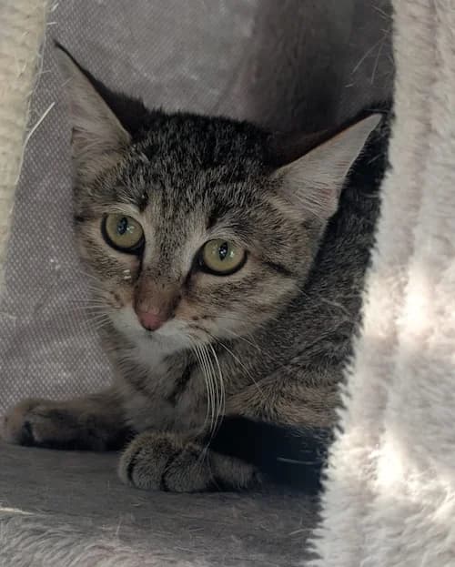 Bea, female European Shorthair for adoption at Tierheim Witten, Witten