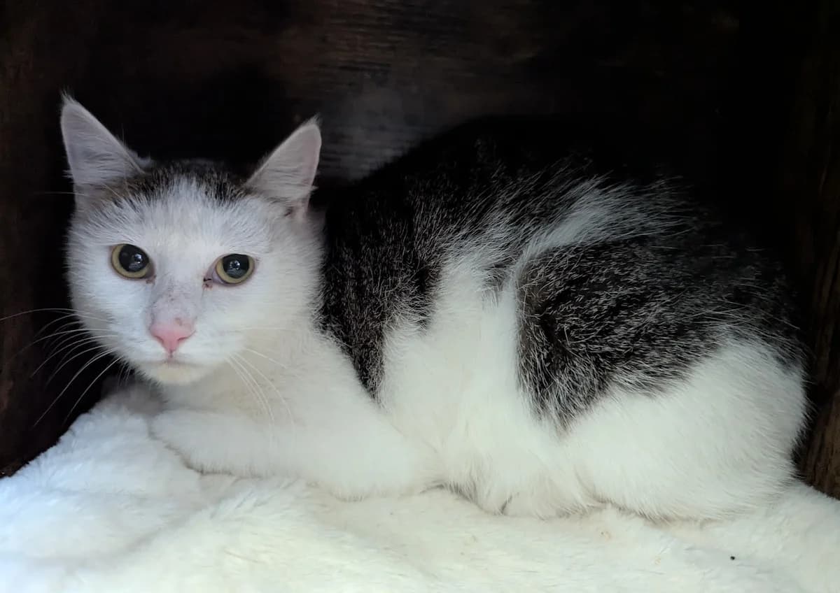 Eva, female European Shorthair for adoption at Tierheim Witten, Witten