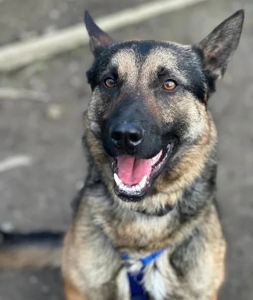 Max, male Mixed Breed Cat for adoption at Tierheim Witten, Witten