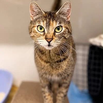 Anna, female European Shorthair for adoption at Tierheim Worms, Worms