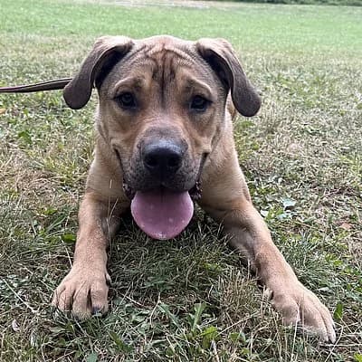 Friedrich, male senior Mixed Breed for adoption at Tierheim Worms, Worms