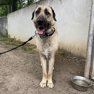 Shadow, male Mixed Breed for adoption at Tierheim Worms, Worms