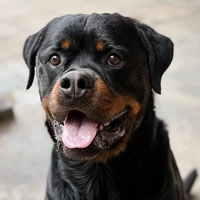 Lio, male 3yo Mixed Breed for adoption at Tierheim Worms, Worms