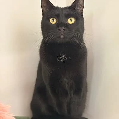 Loki, male European Shorthair for adoption at Tierheim Worms, Worms