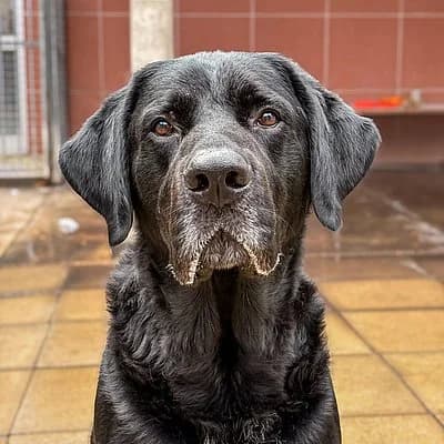 Reserviert - Luis, male senior Mixed Breed for adoption at Tierheim Worms, Worms
