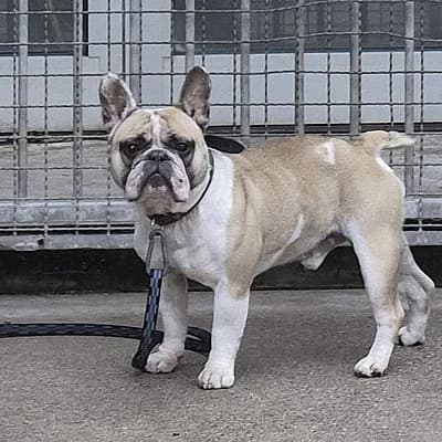 Fifi - Reserviert -, female Mixed Breed for adoption at Tierheim Worms, Worms