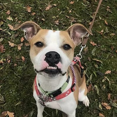 Lupa, female Mixed Breed for adoption at Tierheim Worms, Worms