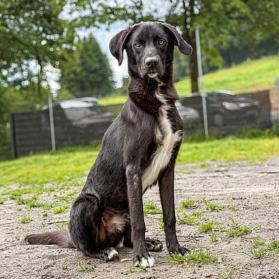 Troy, male young Mixed Breed for adoption at Tierheim Worms, Worms