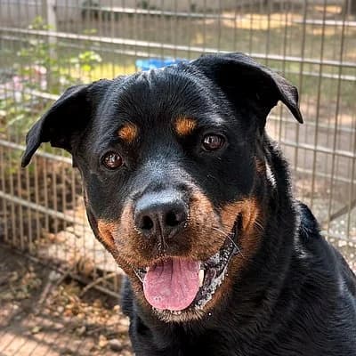 Tyra, female 7yo Mixed Breed for adoption at Tierheim Worms, Worms