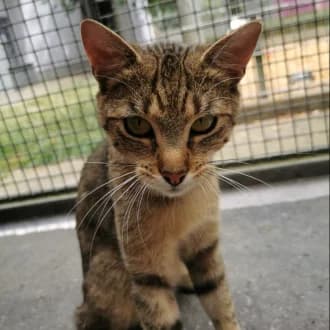 Buffi,  Mixed Breed Cat for adoption at Tierheim Würzburg, Würzburg