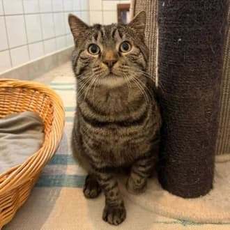Charlie, male European Shorthair for adoption at Tierheim Würzburg, Würzburg