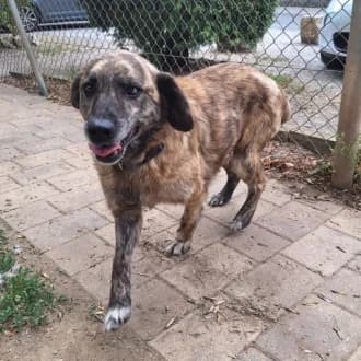 Damian,  Mixed Breed for adoption at Tierheim Würzburg, Würzburg