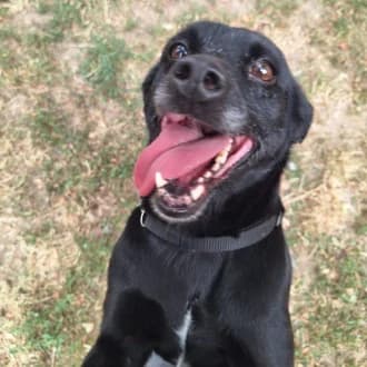 Dora, female 7yo Mixed Breed for adoption at Tierheim Würzburg, Würzburg