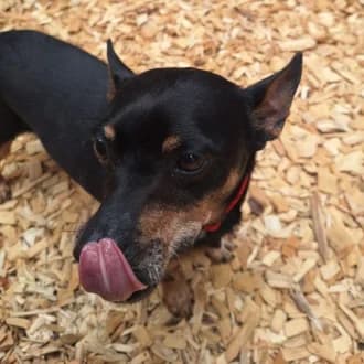 Gelasio, male 6yo mixed breed for adoption at Tierheim Würzburg, Würzburg