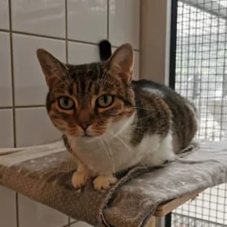 Haze,  Mixed Breed Cat for adoption at Tierheim Würzburg, Würzburg