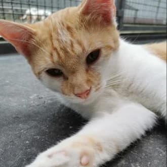 Jeff,  Mixed Breed Cat for adoption at Tierheim Würzburg, Würzburg