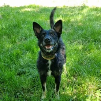 Jolie, female puppy Mixed Breed for adoption at Tierheim Würzburg, Würzburg