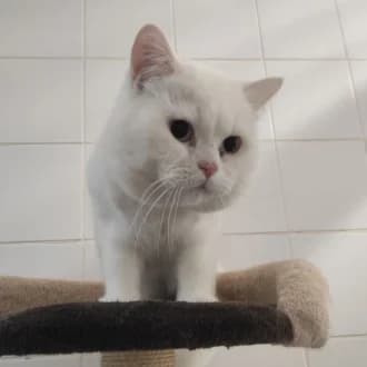 Leo, male 4yo British Shorthair for adoption at Tierheim Würzburg, Würzburg