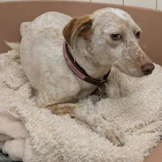 Linda, female mixed breed for adoption at Tierheim Würzburg, Würzburg