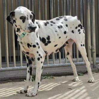 Praline, female 7yo mixed breed for adoption at Tierheim Würzburg, Würzburg