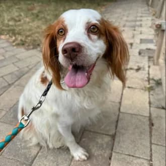Prisca, female 6yo Brittany Spaniel for adoption at Tierheim Würzburg, Würzburg