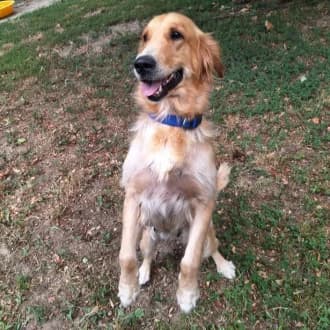 Rishka, female 6yo Golden Retriever for adoption at Tierheim Würzburg, Würzburg