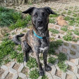 Samu, male young German Shepherd for adoption at Tierheim Würzburg, Würzburg