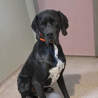 Simba, male 5yo Pointer for adoption at Tierheim Würzburg, Würzburg