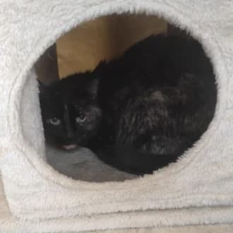 Zazu,  Mixed Breed Cat for adoption at Tierheim Würzburg, Würzburg