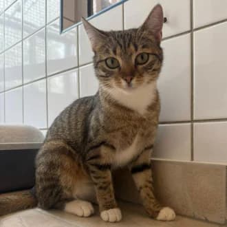 Zeitone, female European Shorthair for adoption at Tierheim Würzburg, Würzburg