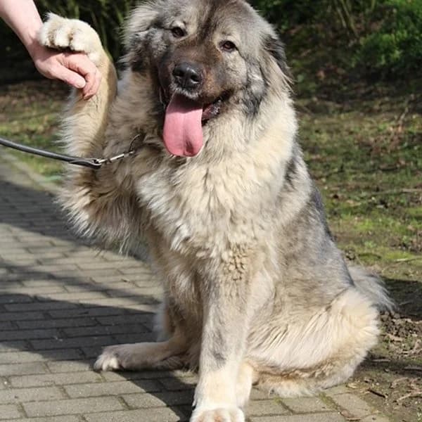Kira, grau beige female senior mixed breed for adoption at Tierheim Wuppertal, Wuppertal