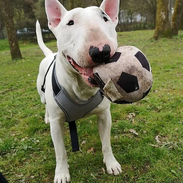 Rocky, weiß mit monokel male senior Bull Terrier for adoption at Tierheim Wuppertal, Wuppertal