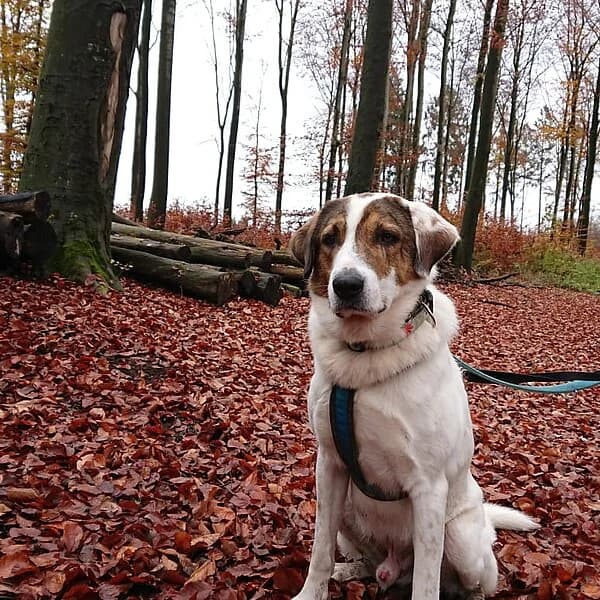 Jack, weiß-braun male 7yo mixed breed for adoption at Tierheim Wuppertal, Wuppertal