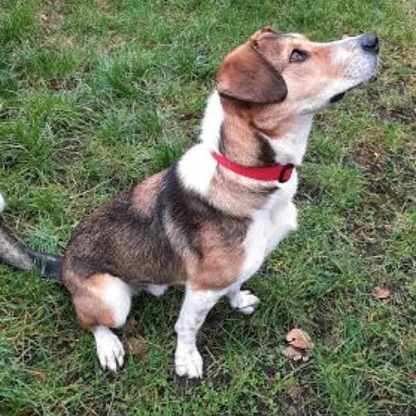 Alfred, male 6yo Mixed Breed for adoption at Tierheim Wuppertal, Wuppertal