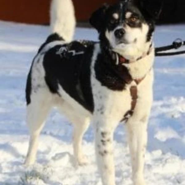 Ploppy, weiß-schwarz male senior Mixed Breed for adoption at Tierheim Wuppertal, Wuppertal